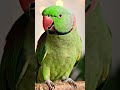 #mitthu #parrot #babyshorts #mitthumitthu #children #