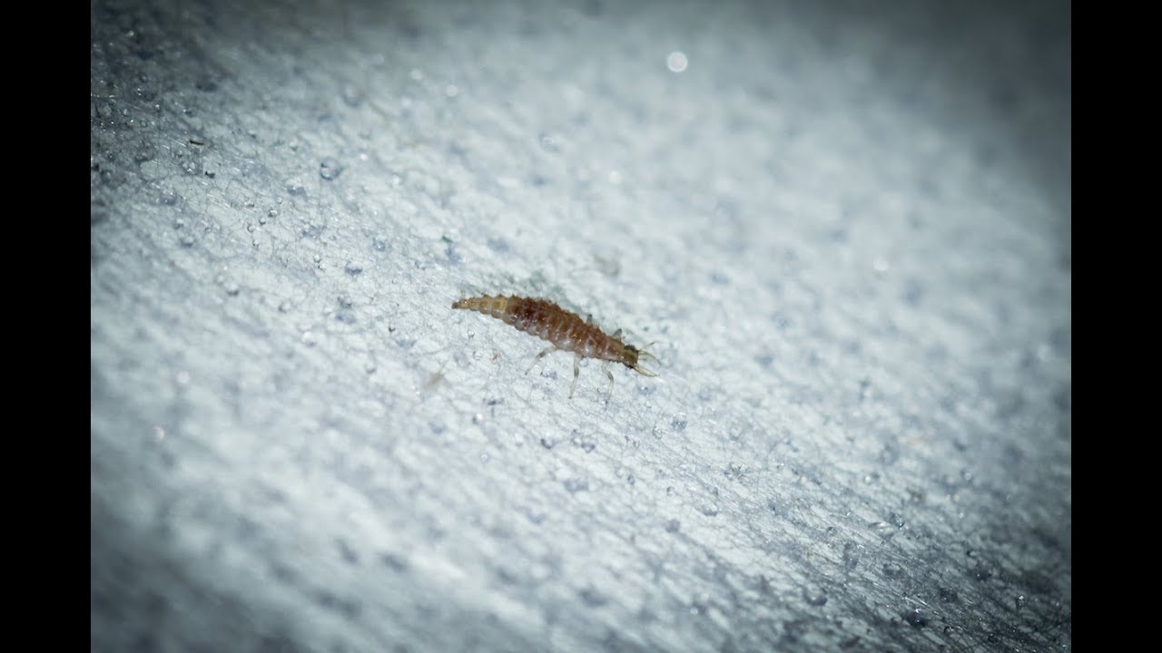 Nützlingseinsatz bei den Orchideen - Florfliegen-Larven - Alles über Orchideen #90