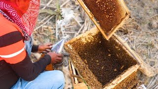 Harvesting 101 POUNDS of  HONEY - Beekeeping - Honey Farming (uncapping, extraction and filtration)