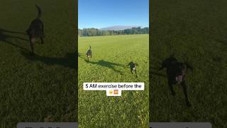 NHS Detection Dogs, early morning exercise before the sun ☀️