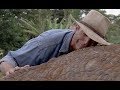 Jurassic Park (1993) - 'Ailing Triceratops' scene [1080]