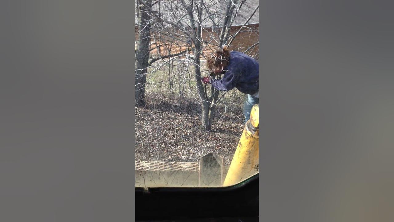 Pulling out buckthorn with skid steer YouTube