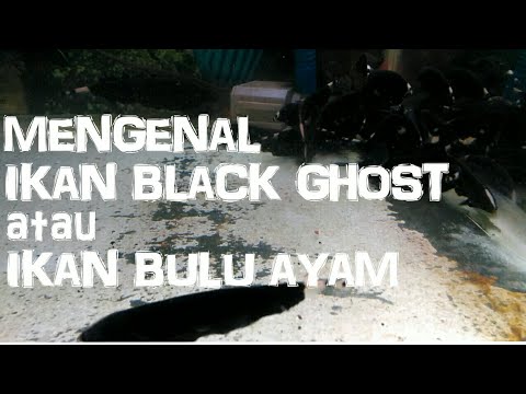 mengenal ikan black ghost atau ikan bulu ayam - youtube