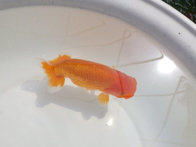 愛知超優良系統 】尾型が良く飼い込みお勧め明け二歳らんちゅう約15cm 