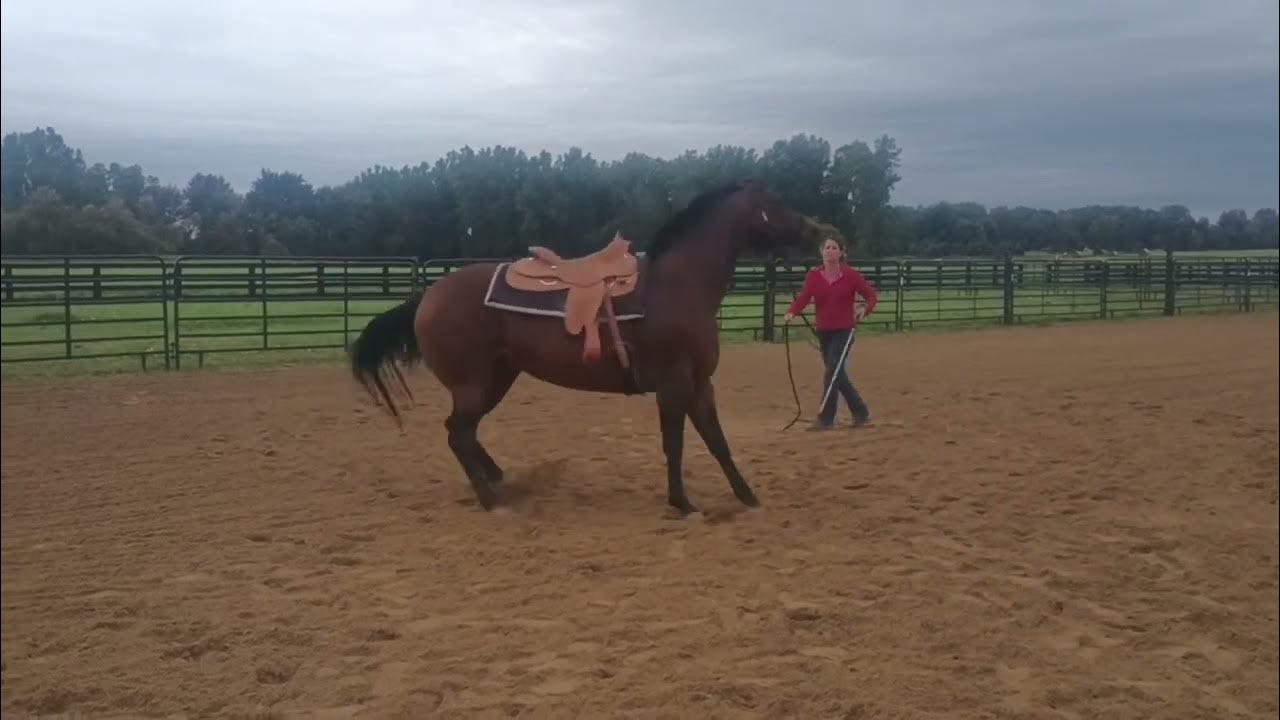 Working through flight mode with an anxious horse. YouTube