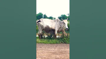 Poor Mom Cow Is Breastfeeding The Calf Short Poor Mom Cow Breastfeeding Calf Animal 