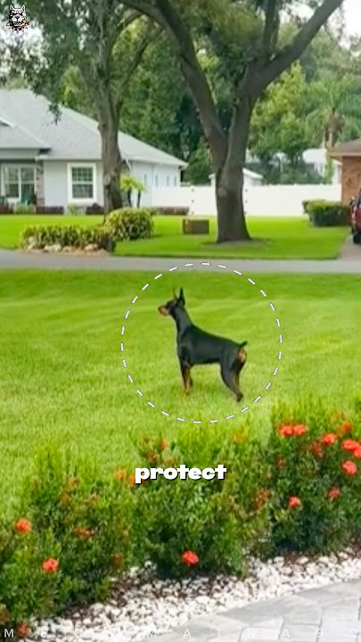 Inilah Alasan Doberman Merupakan Anjing Penjaga Terbaik di Dunia 😏