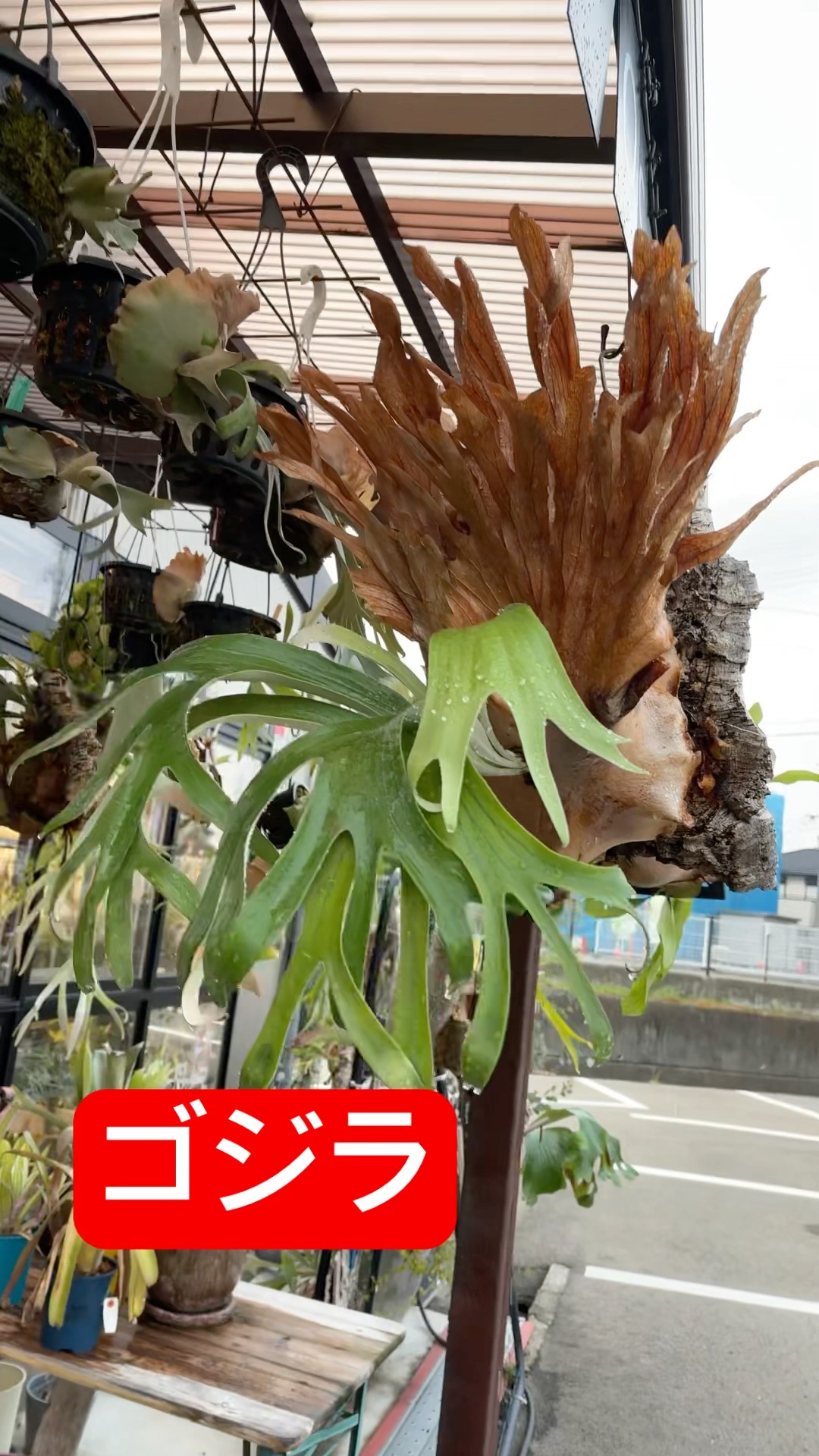 ビカクシダ品種紹介】P.Godzilla ビフルカツムの園芸品種になる ビカクシダ品種紹介】P.Godzilla ビフルカツムの園芸品種になる