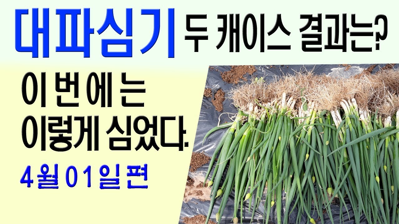 대파심는방법 대파재배 두 캐이스 결과는? 이번에는 이렇게심었다.