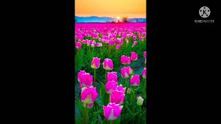 lam yuam kuv lub siab by tsom xyooj 2021