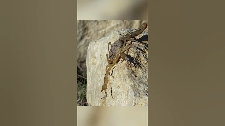 Authority Given by God | Luke 10:19 #shorts #viral #bible