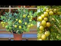 Indian gooseberry \\ Amalaki in lime tree