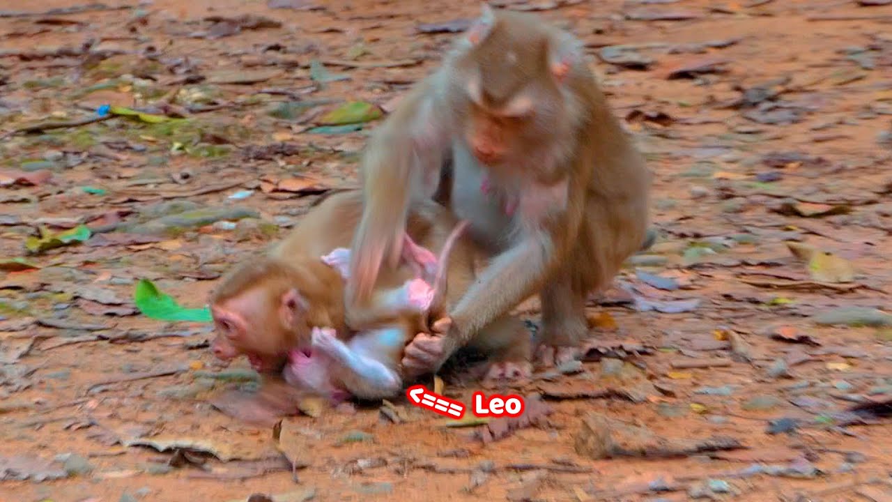 Sad News.! Mom Libby rescue her baby Leo from Amanda cuz Amanda kidnaps Leo to grandma Ashley again.