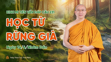 Học từ rừng già | Kinh Mi Tiên Vấn Đáp câu 231 | Thầy Thích Trúc Thái Minh