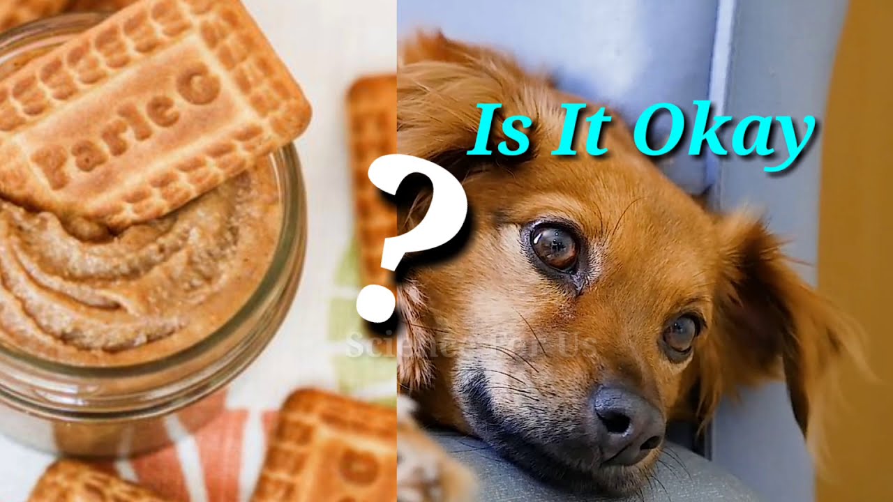 Is Marie Biscuit Good For Dogs? - Mi Dog Guide