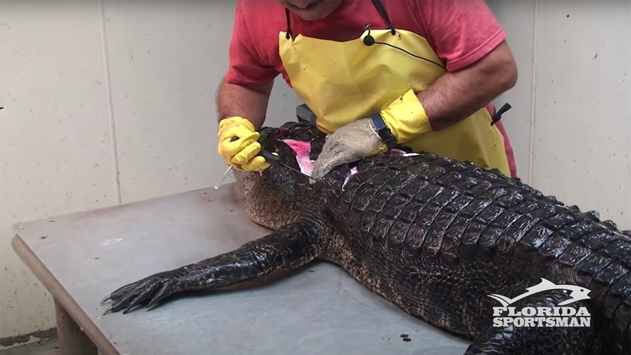 Leather making process using crocodile skin is a skill.