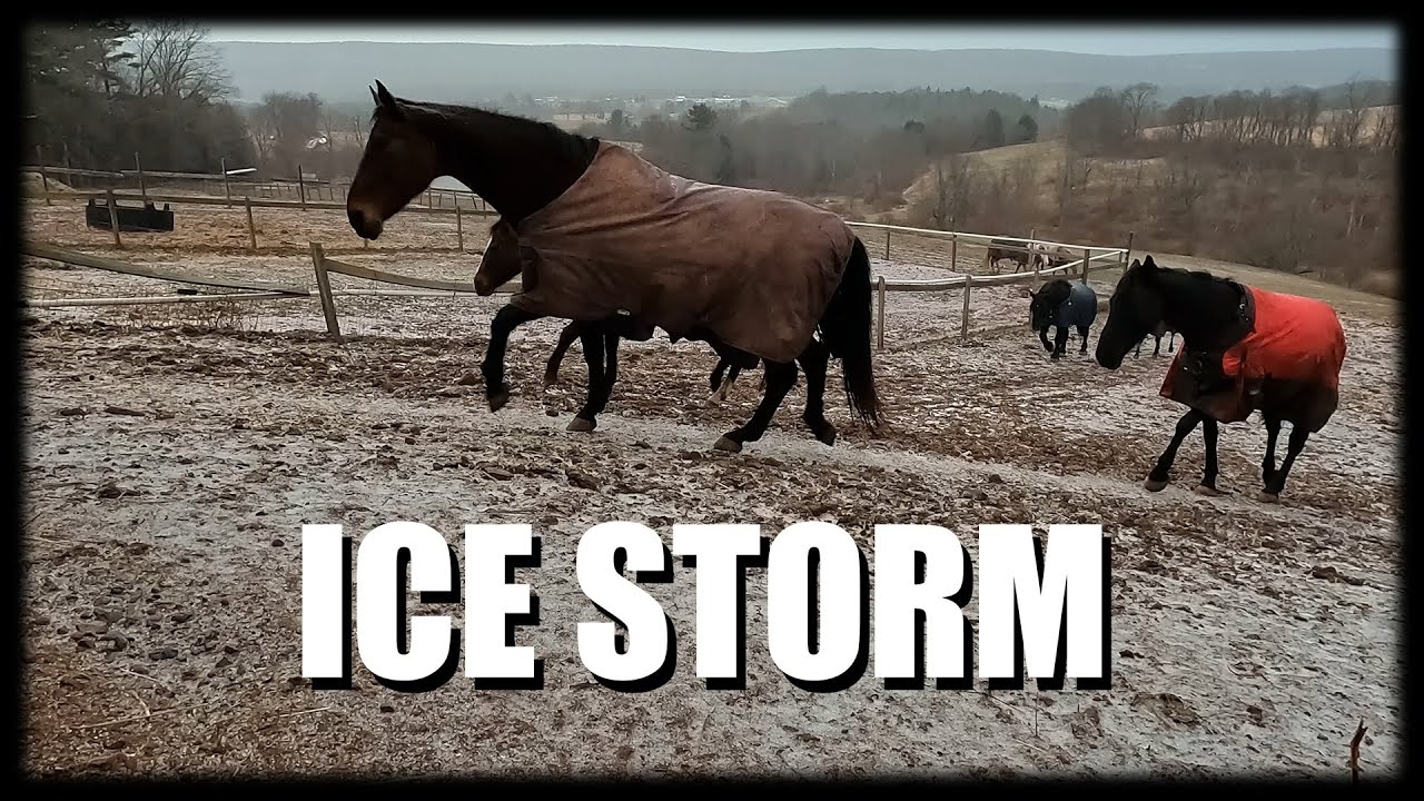 Как ледяной шторм вредит нашим лошадям