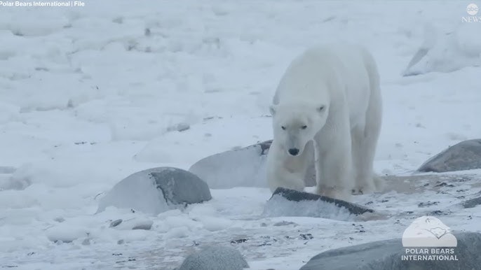 Climate Change And Loss Of Sea Ice Putting Polar Bears At Risk Of Starvation Collar Cameras Show