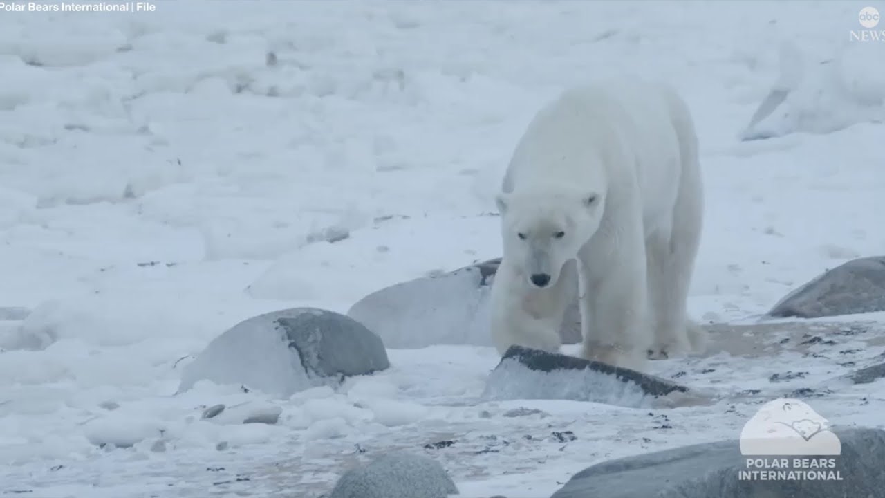 Climate Change And Loss Of Sea Ice Putting Polar Bears At Risk Of Climate change and loss of sea ice putting polar bears at risk of