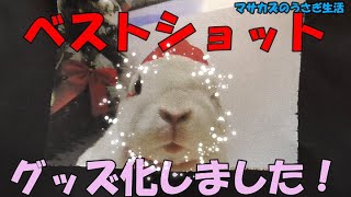 ペットのキセキの1枚をグッズ化してみた!クリケで作ったオリジナルトートバッグを紹介!