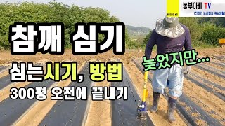 참깨심는시기, 방법 그리고 참깨 파종기로 일 빨리끝내기