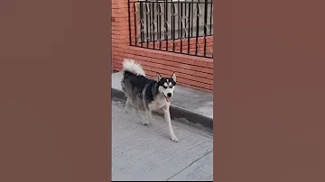 قبل ما تجيب هاسكي 