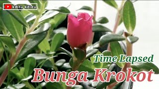 Time Lapsed Bunga Krokot