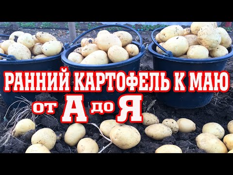 Суперранний картофель к маю!!! Метод выращивания от А до Я