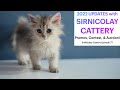 2022 Updates with SirNicolay Cattery: PROMOS, CONTEST, AUCTION!