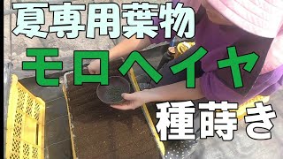 モロヘイヤの種播き育苗210401