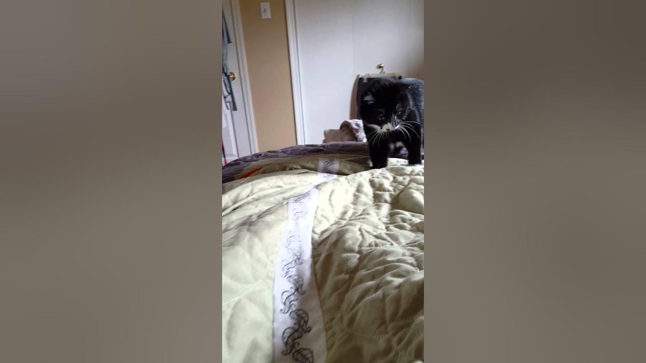 Conway Twitty chasing toes under the blanket YouTube