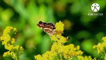 أواخر سورة الزمر وسورة فصلت بصوت الشيخ ناصر القطامي عام 1424 من الآية 1-44 تلاوة خاشعة ورائعة جداً