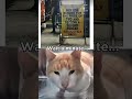 Wait a minute cat funny meme