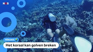 Download Lagu Onderzoekers: Bonaire loopt gevaar en dat heeft te maken met het koraal MP3 Download Lagu Onderzoekers: Bonaire loopt gevaar en dat heeft te maken met het koraal MP3