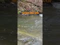 Creekside Calm 🌿 Relaxing Flowing Water
