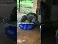 Малыш купается Short забавныеживотные слон Funnyanimals Elephant