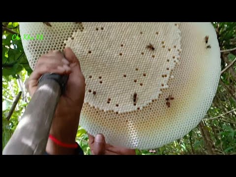 Harvesting Honey From Honeycomb !!! Honey Chicken Recipe – Honey Harvest from Giant Honeybees 2021