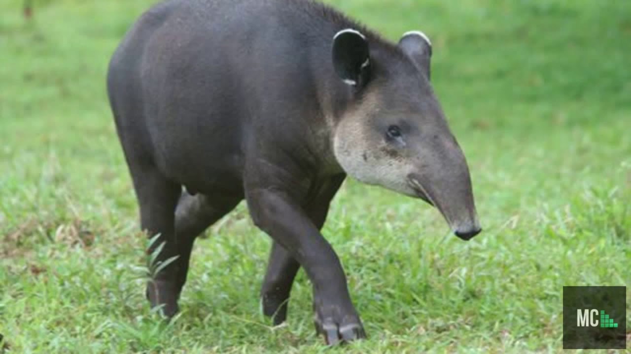 Млекопитающее 6 букв сканворд. Центральноамериканский тапир (Tapirus bairdii). Горный тапир непарнокопытные. Тапир в Южной Америке. Центральноамериканскийтапиир.