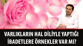Varlıkların Hal Diliyle Yaptığı Ibadetlere Örnekler Var Mı?