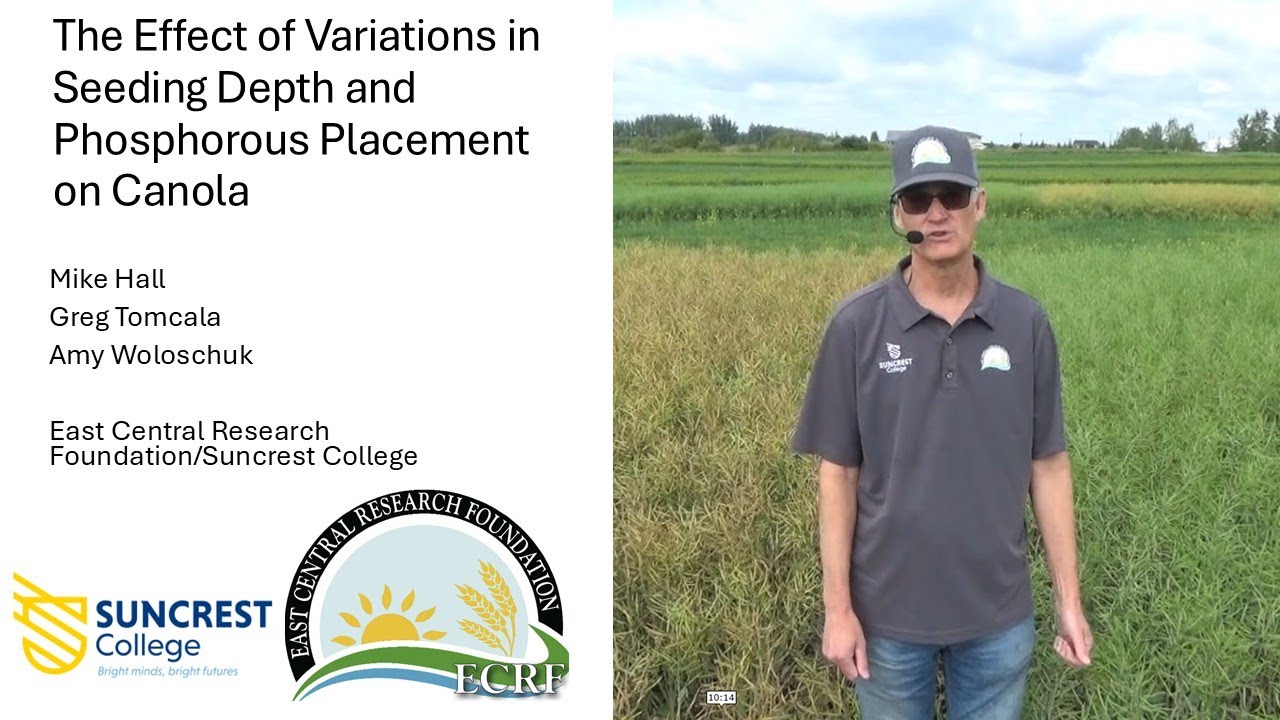 Effect of Seeding Depth and Phosphorus Placement on Canola 2025