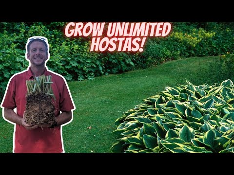 Dividing Hostas in Fall Changes Everything | Here's Why