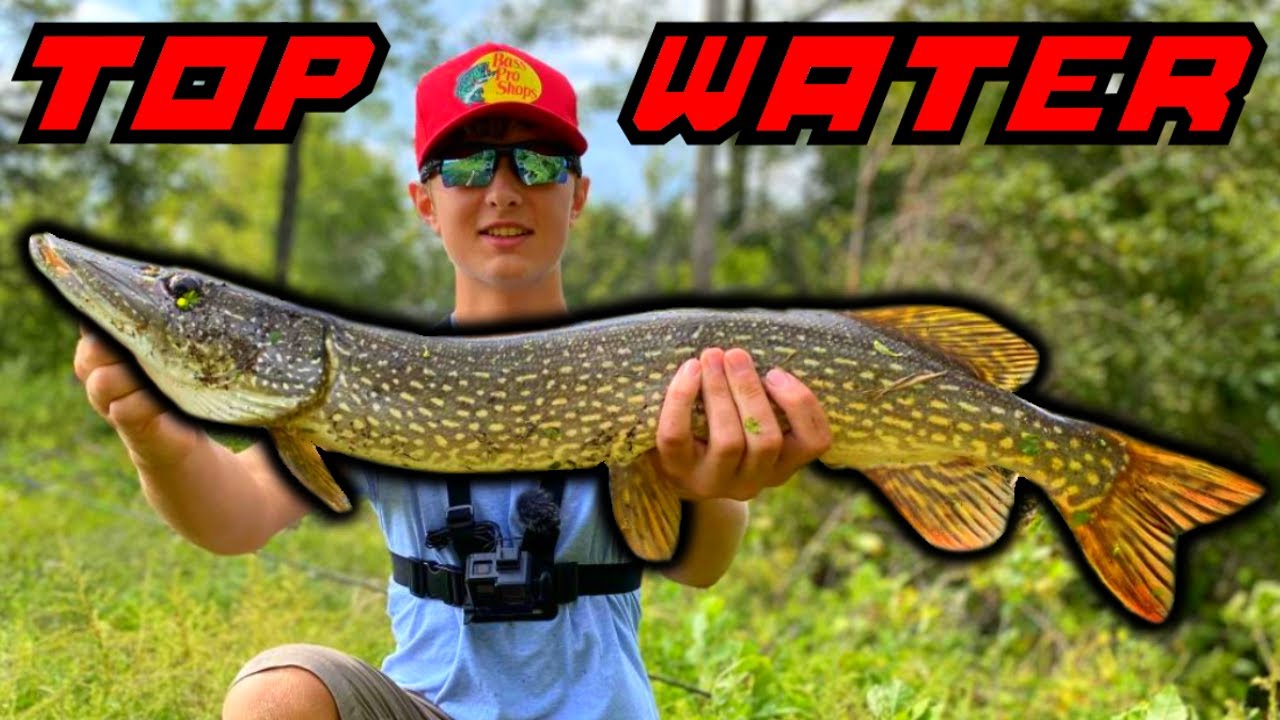 Whopper Plopper BLOWUPS In PIKE Infested CREEK! (Grand River) 