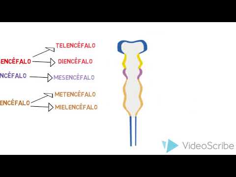 Video: Durante el desarrollo embrionario, ¿cuál de las siguientes vesículas cerebrales?