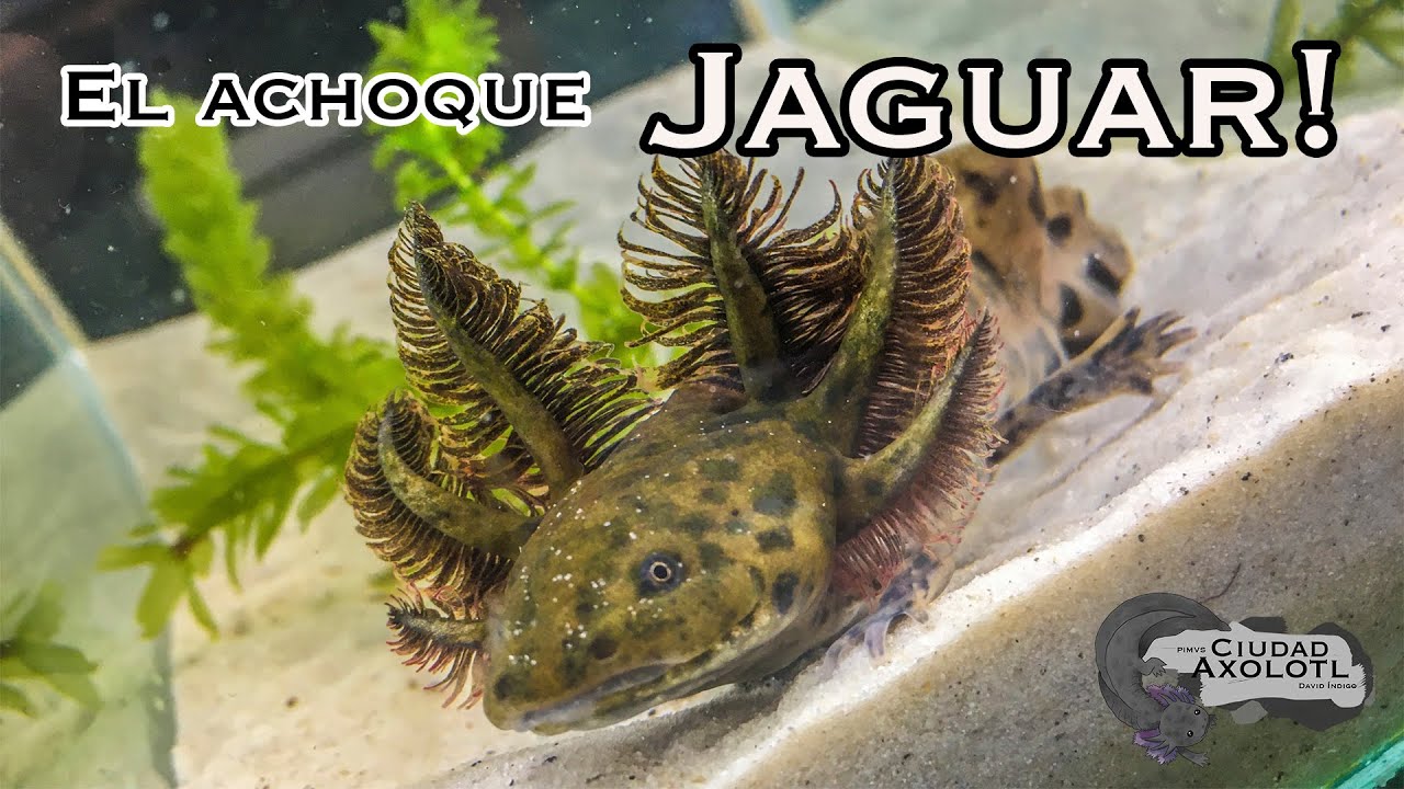 El Ajolote Jaguar (Ambystoma Andersoni)