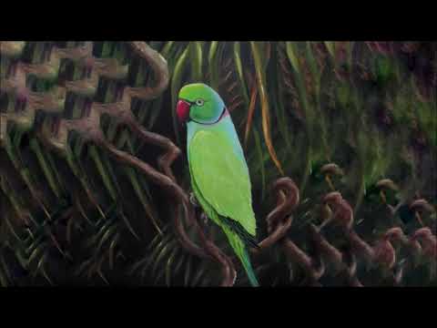 Video: Kakadu Sala: Kitokia Sidnėjaus Naujųjų Metų Fejerverkų Perspektyva - „Matador“tinklas