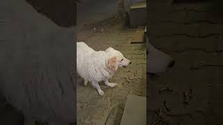 #myvlog #trending #dogtrending #modeldog #dogmodel #bonecollector #bonedoctor #tomcruise