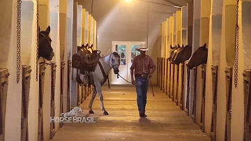 Como funciona um haras?