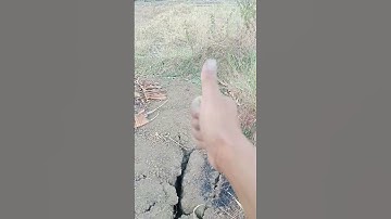 Telo akibat kemarau panjang