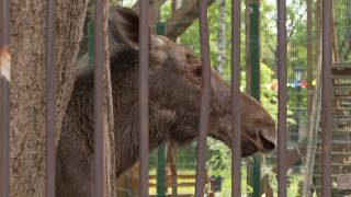 Лось в Соляном саду