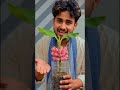 दुनिया का सबसे छोटा केला आमतौर पर “Lady Finger Banana” या “Baby Banana” माना जाता